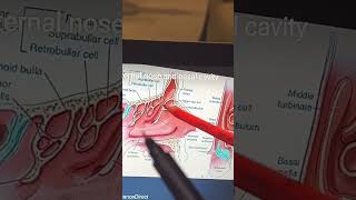 Middle Turbinate & Middle Meatus | Lateral wall of Nasal Cavity Proper