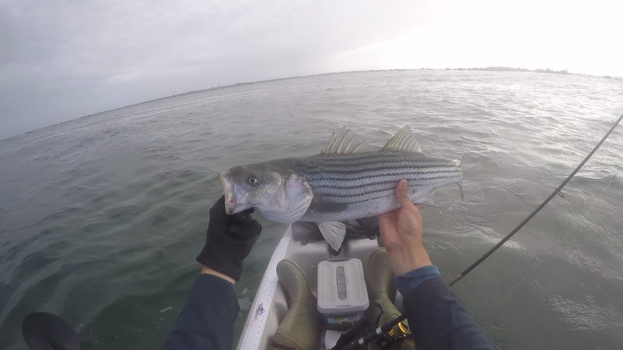 Fall Striper Kayak Fishing in Point Judith, RI YouTube