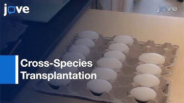 Analysis: Neural Crest Migration & Differentiation l Protocol Preview