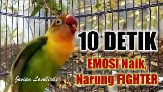 10 DETIK DENGAR, Lovebird Apapun Cepat Terbakar EMOSI, Narung Fighter Sambung Ngekek Panjang