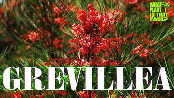 How to PRUNE a GREVILLEA