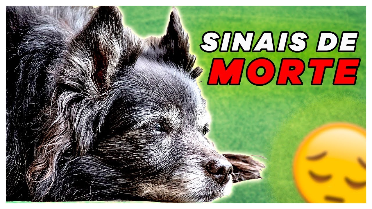 SINAIS que Seu CACHORRO está MORRENDO! (O QUE FAZER?) 😢 - YouTube