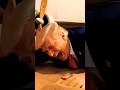 “Serious Faces… Funny Situation 😆🔥” #funny #aivideo #comedy #shorts