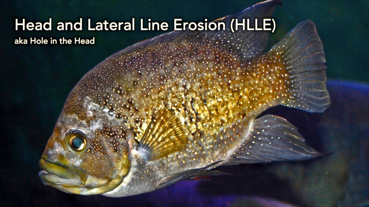 How to Diagnose and Treat Head and Lateral Line Erosion (HLLE) # ...