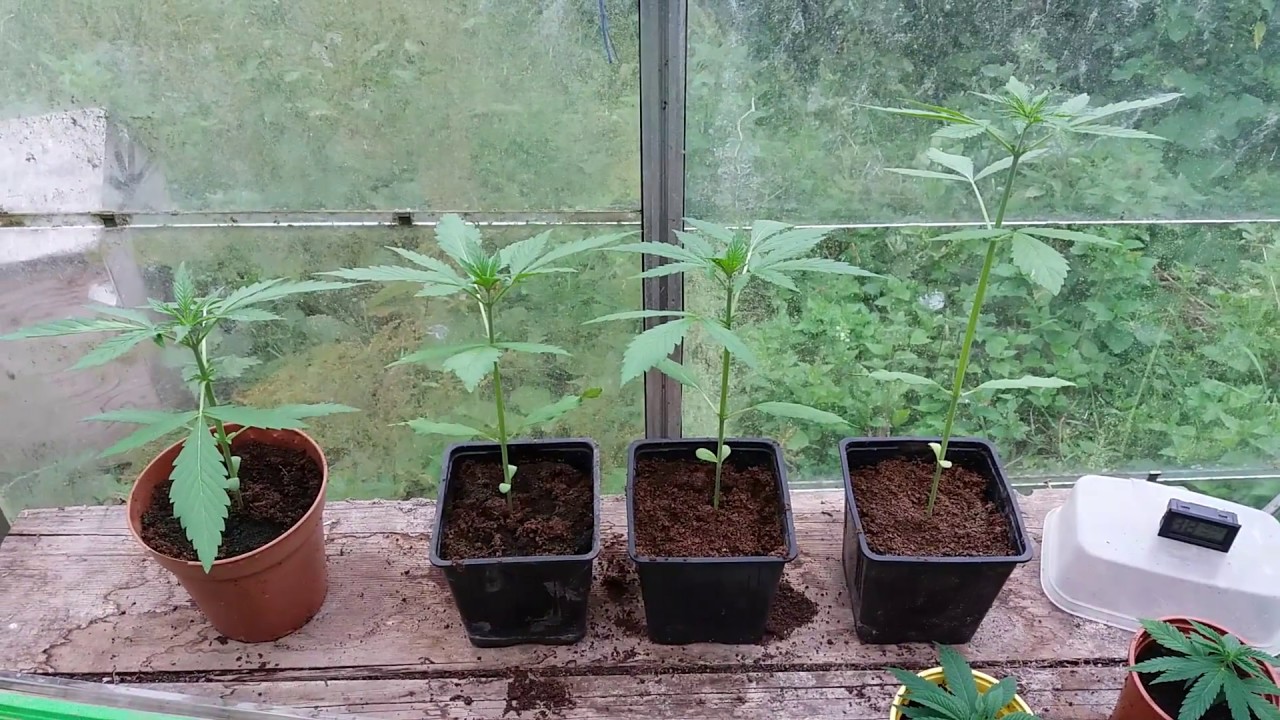 2017 UK OUTDOOR GROW, Second batch autoflowers (week 4) YouTube
