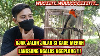 CABEAN / KEMADE JAWA CEPAT NGALAS DENGAN CARA SEDERHANA INI !!!