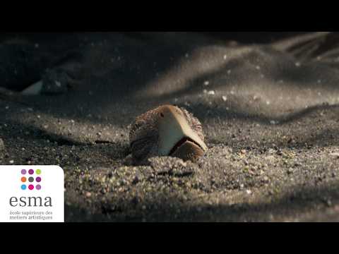 Dawn - ESMA 2024