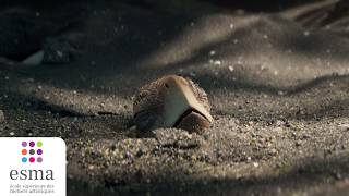 Film Complet ESMA - Dawn