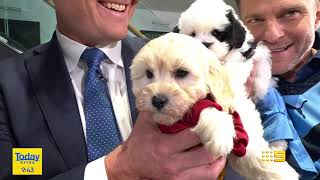 Puppies State Of Origin 2021 - Who Wins?