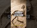 Antichissimo #fossils #fossili #antica #storia #subscribe