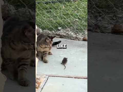 Cat Mouse Eaten by Chicken? π±ππ