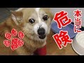 飼い主も危険！威嚇が半端ないコーギー。これが手も足も出ないということか