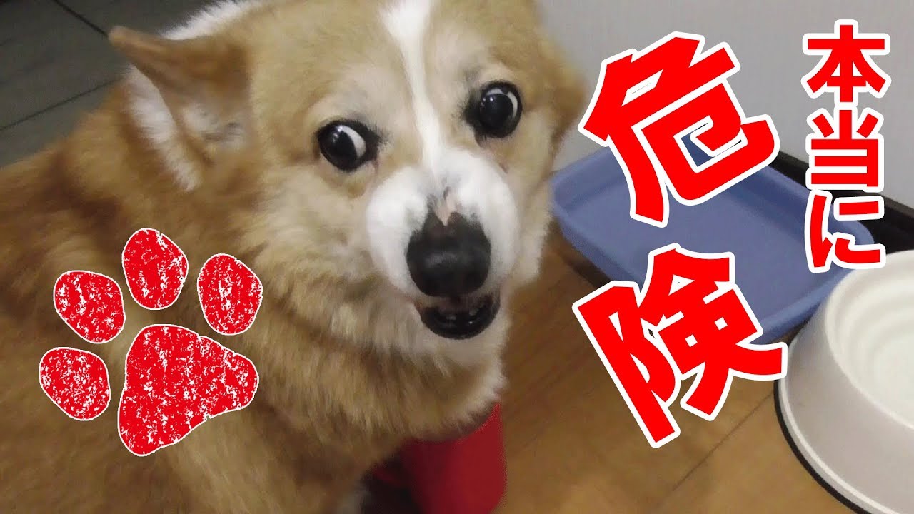 飼い主も危険 威嚇が半端ないコーギー これが手も足も出ないということか Youtube