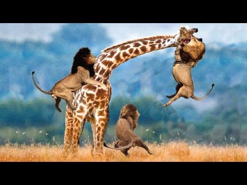 LIVE: AMAZING Moments Of Animal Fight Battle - Discovery Wild Animal Planet 2018