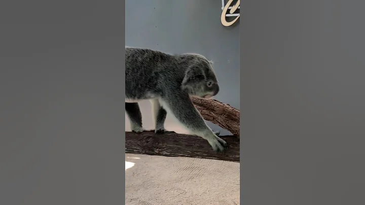 Up Close with Koalas at Koala Kuranda Sanctuary 🐨✨