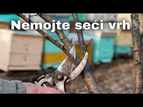 Zimsko orezivanje voća - gde grešite