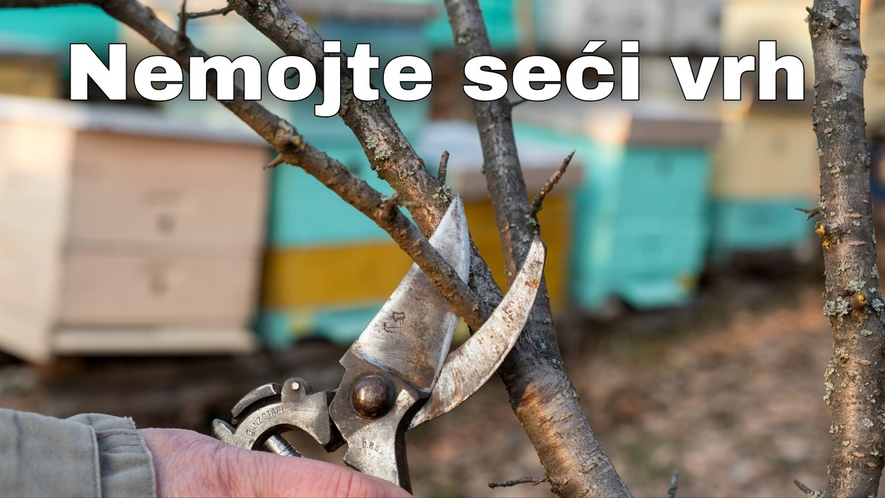 Zimsko orezivanje voća - gde grešite