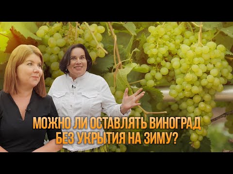Можно ли оставлять виноград без укрытия на зиму?