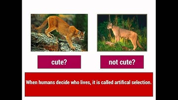 Evolution 1: Natural Selection vs. Artificial Selection