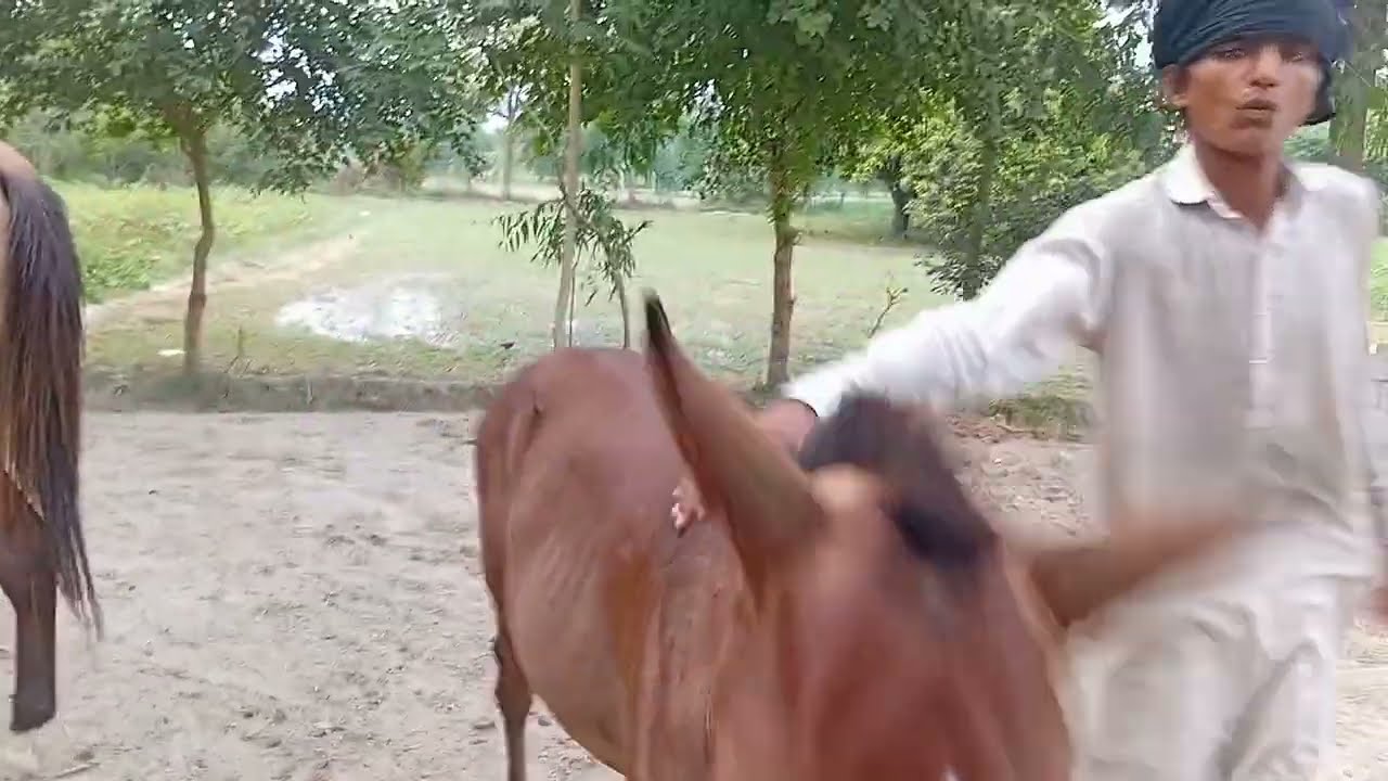 Animals life style Cool 