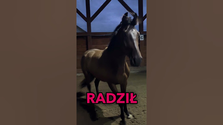 Jaki jest twój rekord skoku? #skoki #jazdakonna #jeździectwo #koń #konie #cavaletti #koniki #genzie