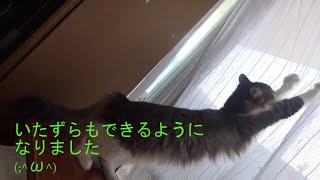 パピィと猫伝染性腹膜炎FIPの戦い3