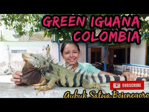 iguana colombia cakeep