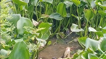 Câu cá rô đồng, trê vàng: gặp thứ dữ rồi,loi muốn nổ cần câu luôn.