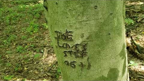 ID That Tree: American Beech