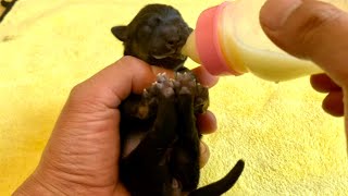 Tough Guy, Tender Heart! Rough Miner Man Raises Newborn Puppy Like a Baby by Cats and Dogs Together 755 views 1 day ago 7 minutes, 21 seconds