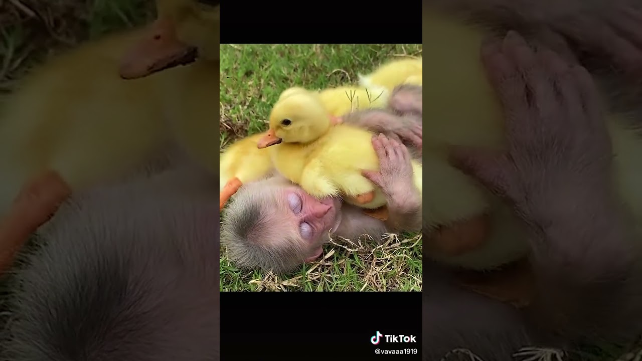 Bim Bim and his wife takes ducklings to harvest fruit in the garden 6