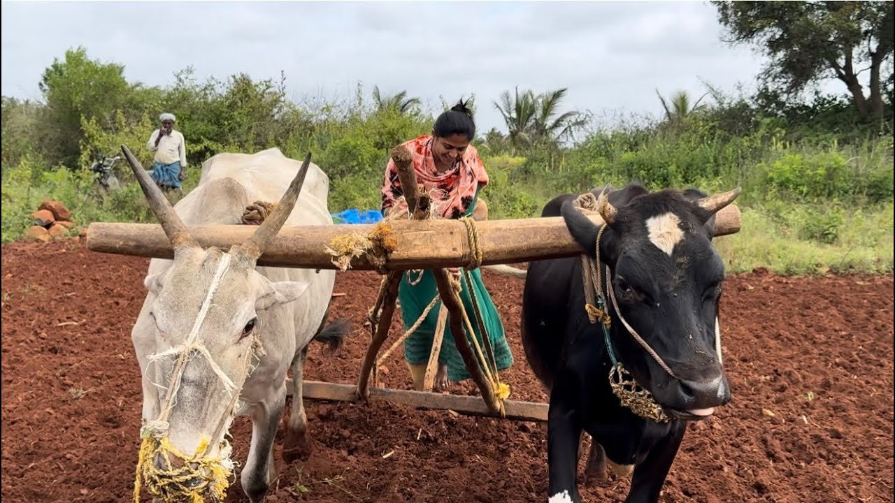 ರೈತನ ಹೆಂಡತಿ ಅಂದ್ರೆ ಸುಮ್ನೆ ನ ❤️making video ಸಕತ್ ಕಾಮಿಡಿ ಮಿಸ್ ಮಾಡ್ಬೇಡಿ 😂