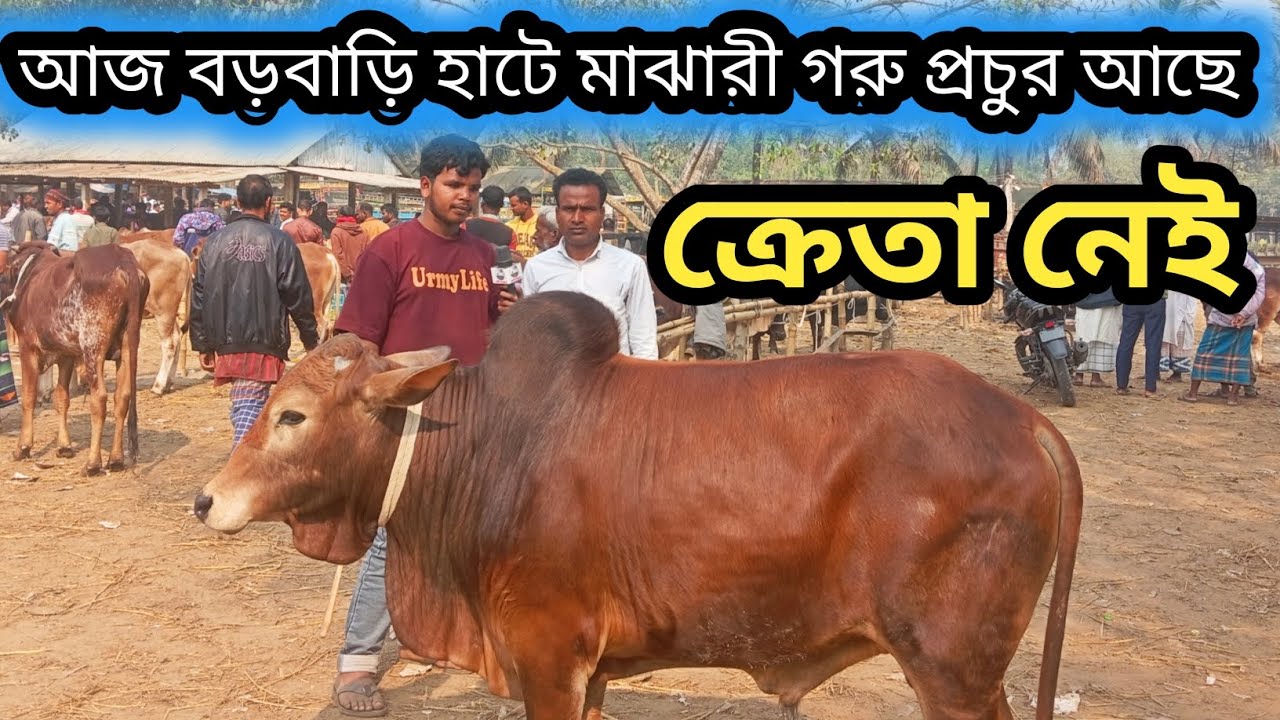 ১৫ফেব্রুয়ারি ২০২৬| শাহিওয়াল জাতের এবং দেশাল জাতের মাঝারী গরু আমদানি বেশি কত টাকায় বিক্রি হলো দেখেন!
