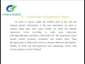 Gene overexpression protocol -Creative Biogene