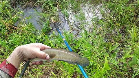 Kích Cá Mương Vườn Dính Toàn Cá Đen | kích cá miền tây 