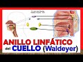 🥇 ANILLO LINFÁTICO DE WALDEYER - (Del Cuello), ¡Anatomía Fácil y Sencilla!