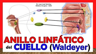 🥇 ANILLO LINFÁTICO DE WALDEYER - (Del Cuello), ¡Anatomía Fácil y Sencilla!