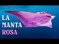 Gli Scienziati Hanno Scoperto Perché questa Manta è Rosa + Altre Curiosità su 7 Animali Australiani
