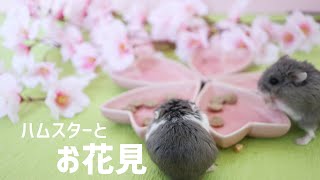 ハムスターとお花見気分