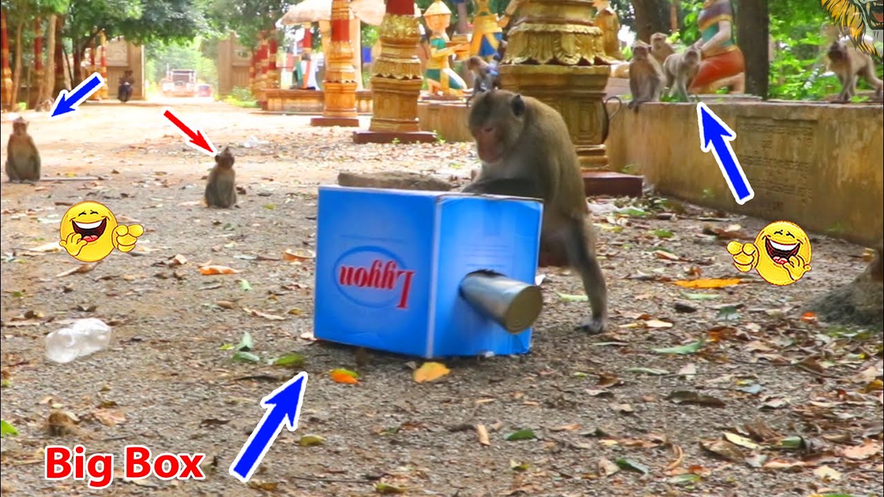 Monkey video Prank monkey #funny #monkey #monkeyvideo #animals # ...