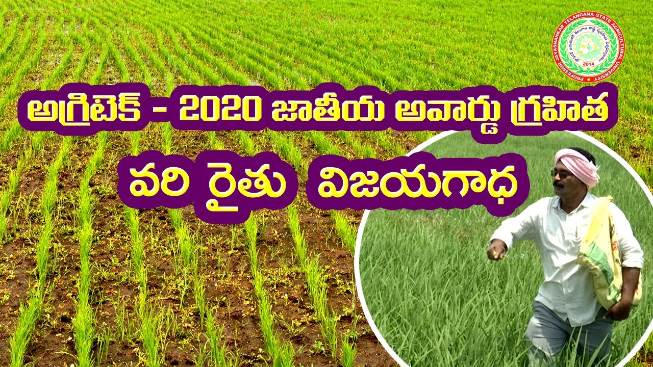 Success Story on Dry converted wet rice ll PJTSAU ll YouTube