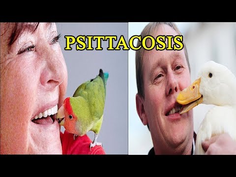 Psittacosis -  including symptoms, treatment and prevention