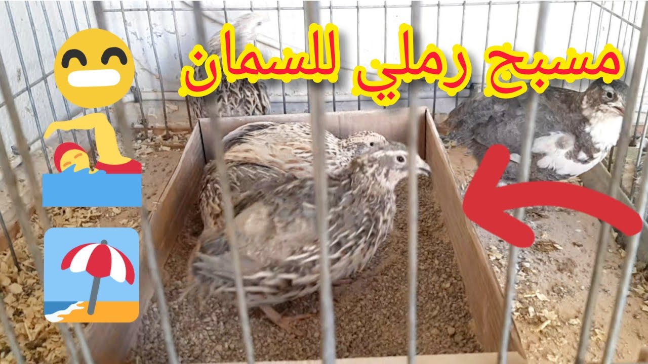 يوميات المزرعة الصغيرة: حضرت حمام طبيعي للسمان و شريت دجاجة و ديك بلديين 🐓🤩