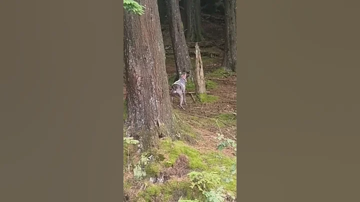 Excited whippet chases him off #shorts #whippet