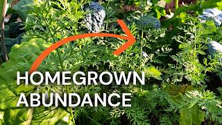 Vegetable Garden Tour Real Life Gardening August 2026