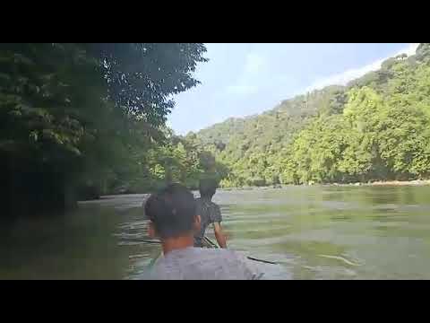 Serunya Berburu Dimusim Babi Berenang