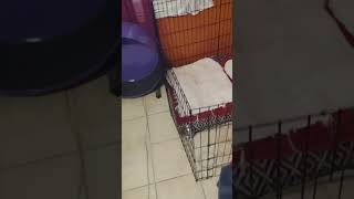 Sleep time in Opossum land.(1)