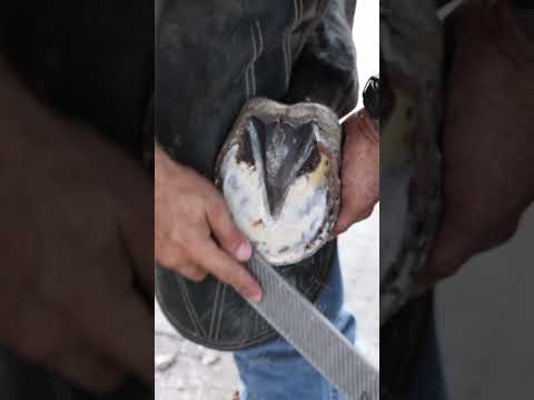 Smoothing the hoof surface #shorts  #farrier #satisfying #asmr