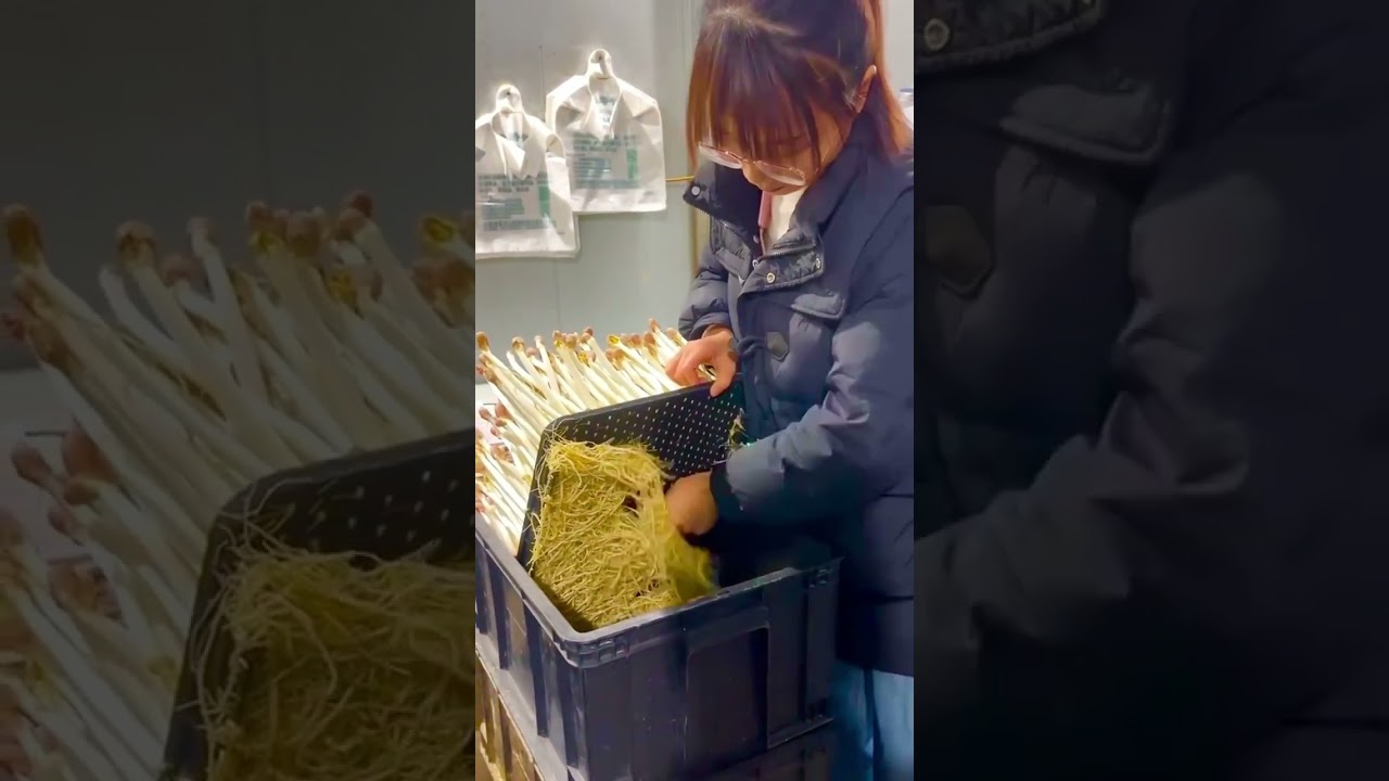 Eradicate the roots and seedlings with a unique method