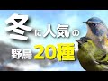 《必見！》冬を代表する人気の野鳥20種【動画で野鳥図鑑】
